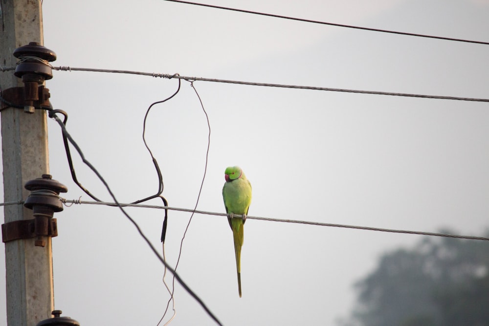 verde de pie sobre el cable