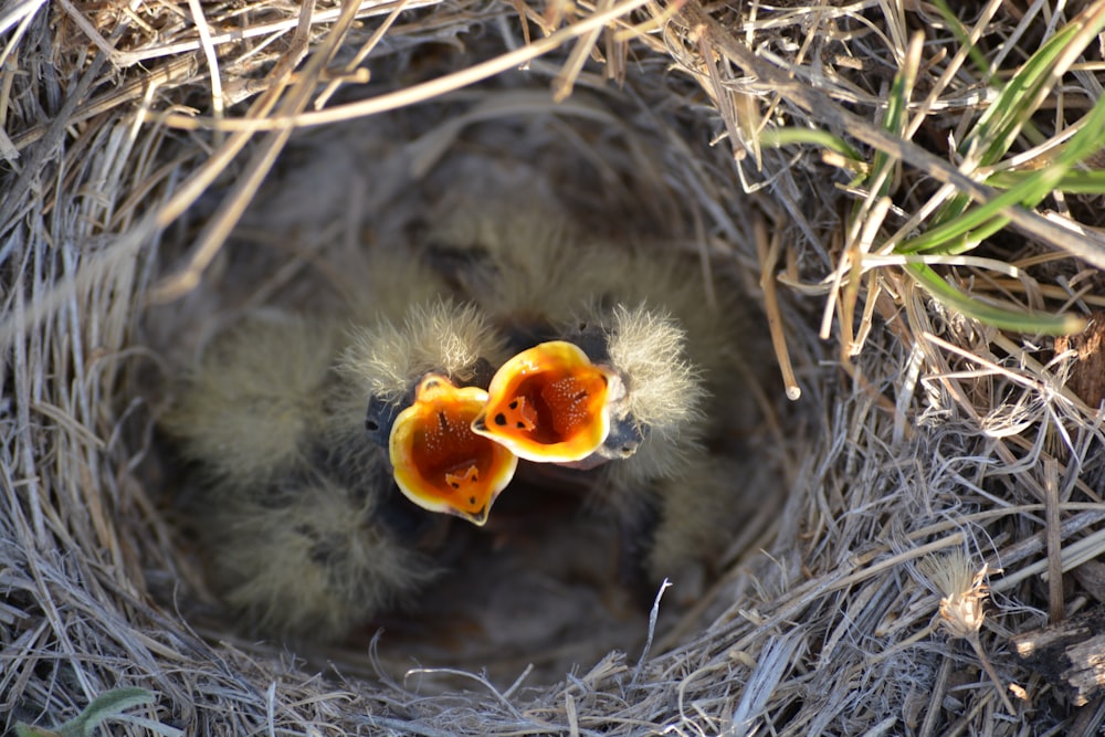 two yellow chicks