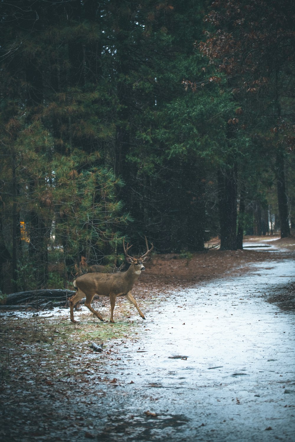 brown buck walking near trees