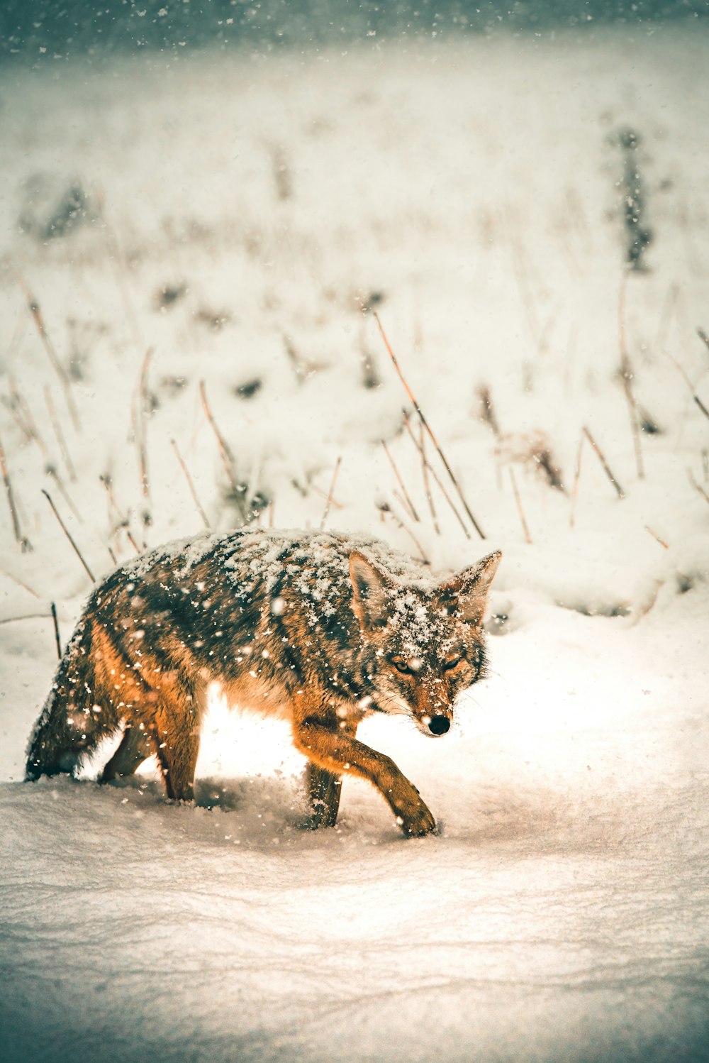 raposa preta e marrom em pé na neve durante o dia