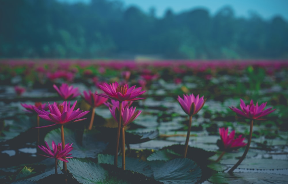 Fleurs de lotus rouge