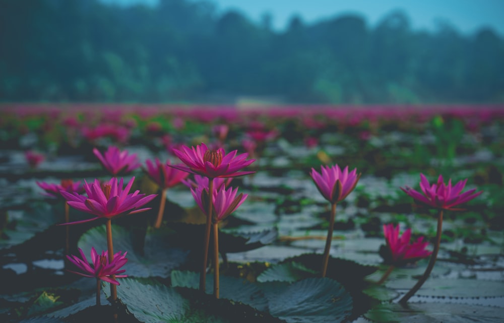 red lotus flowers