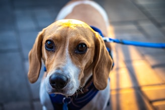 Close-up of a vibrant dog leash with unique patterns