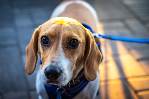 Close-up of a playful beagle sniffing a colorful dog collar from PawVista