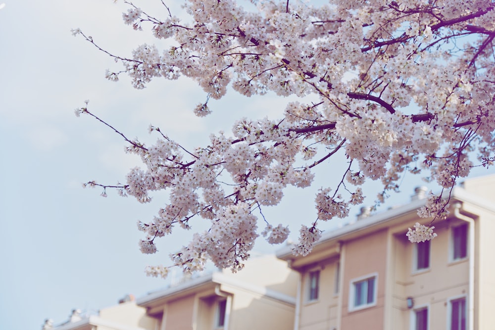 white plum tree across white building