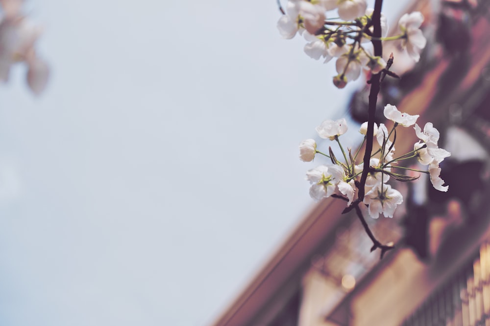 cerisier en fleurs