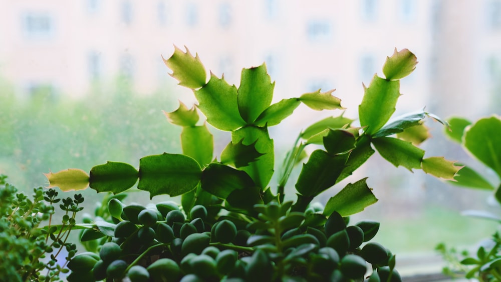 green-leafed plant