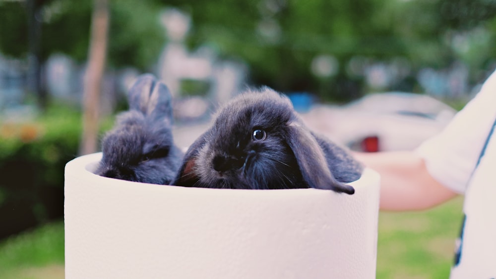 two black rabbits