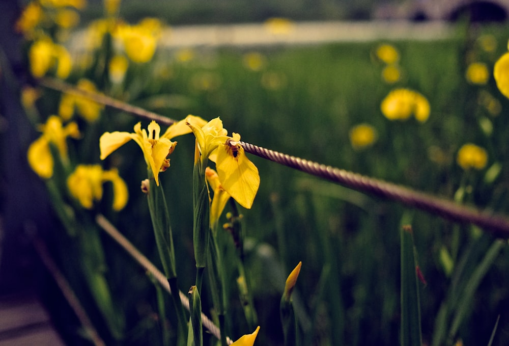 gelbblättrige Blume