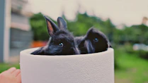 two black bunnies inside whit ebowl