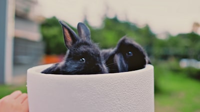 Schwangerschaft beim Kaninchen: Häufige Fragen zu doppelten Würfen und Geburtskomplikationen