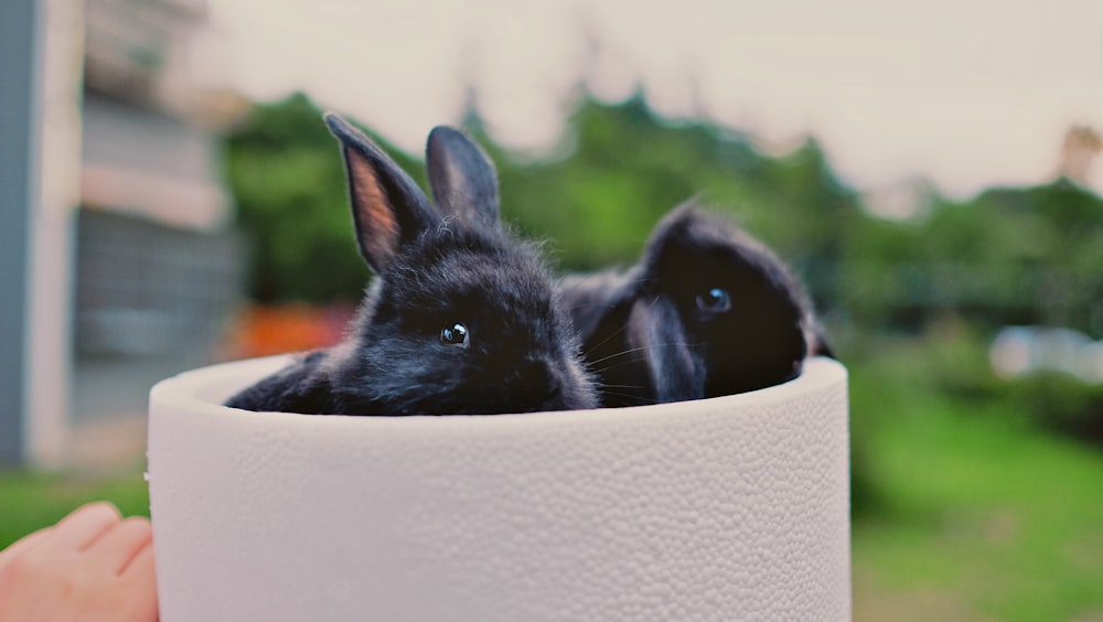 Dois coelhos pretos dentro de Whit Ebowl