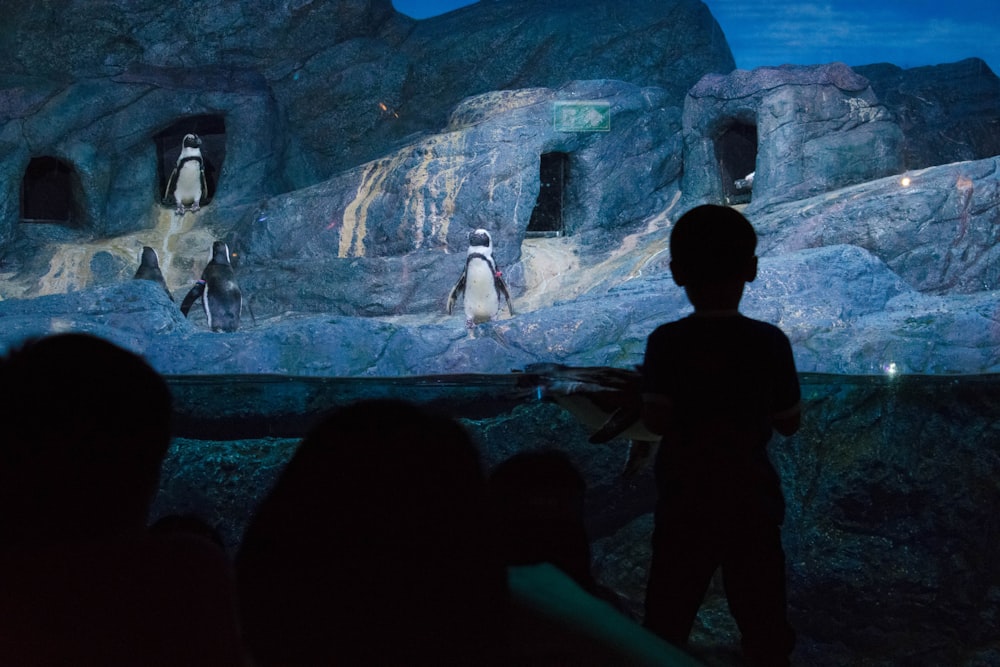 silhouette photo of child watching penguins