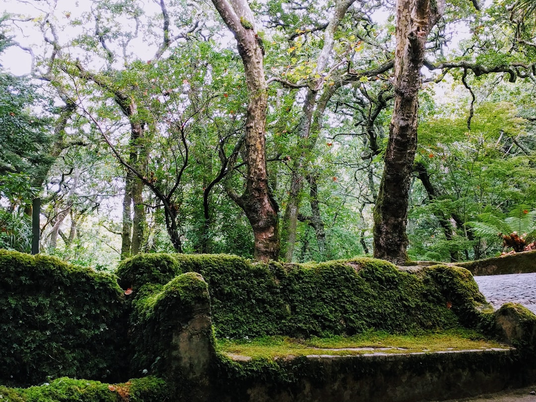 Forest photo spot Unnamed Road Quinta da Regaleira