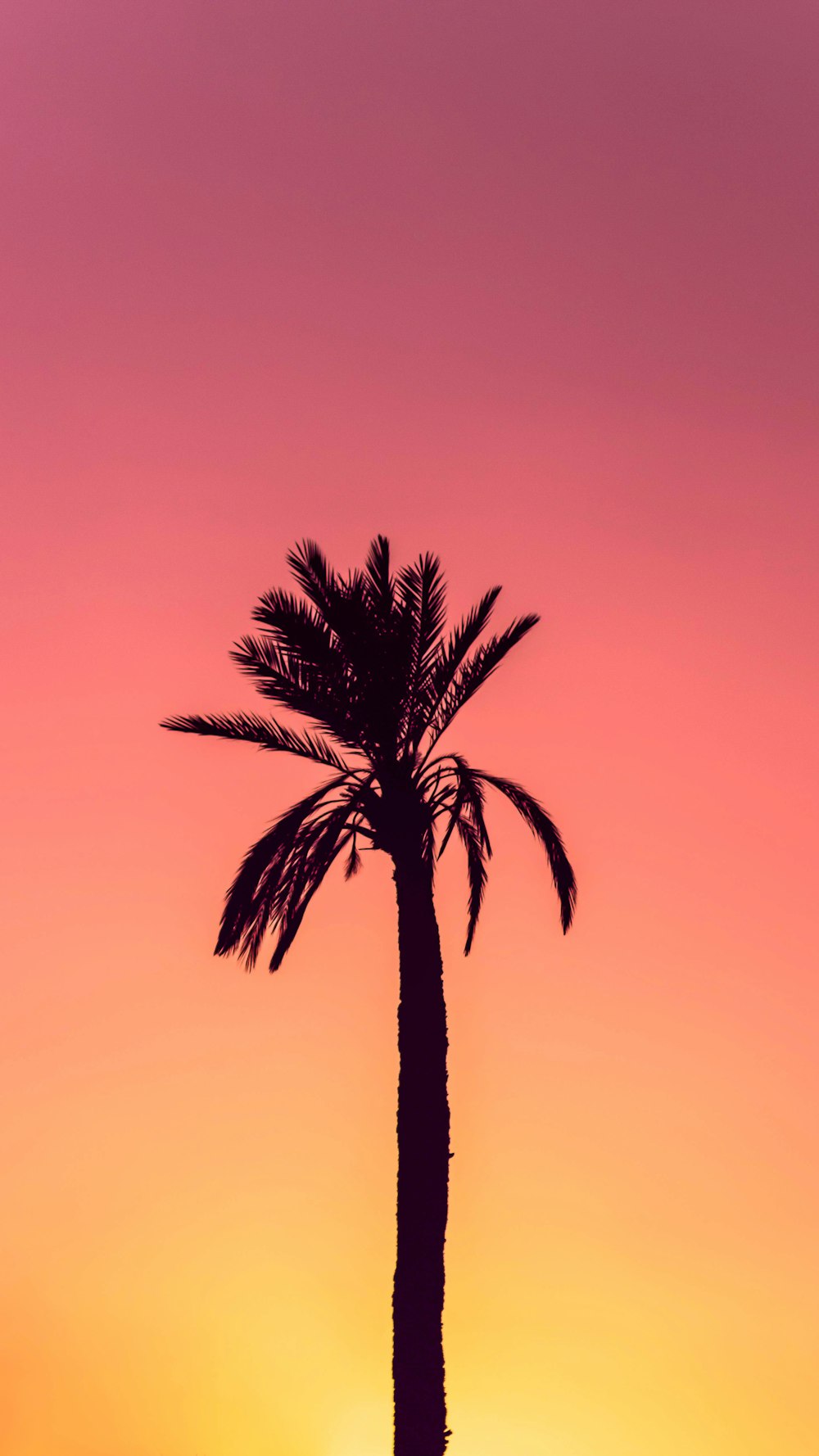 photographie de silhouette de palmier
