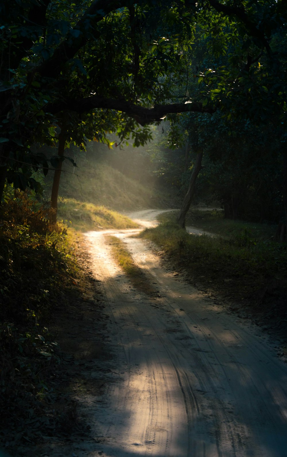 dirt road near woods