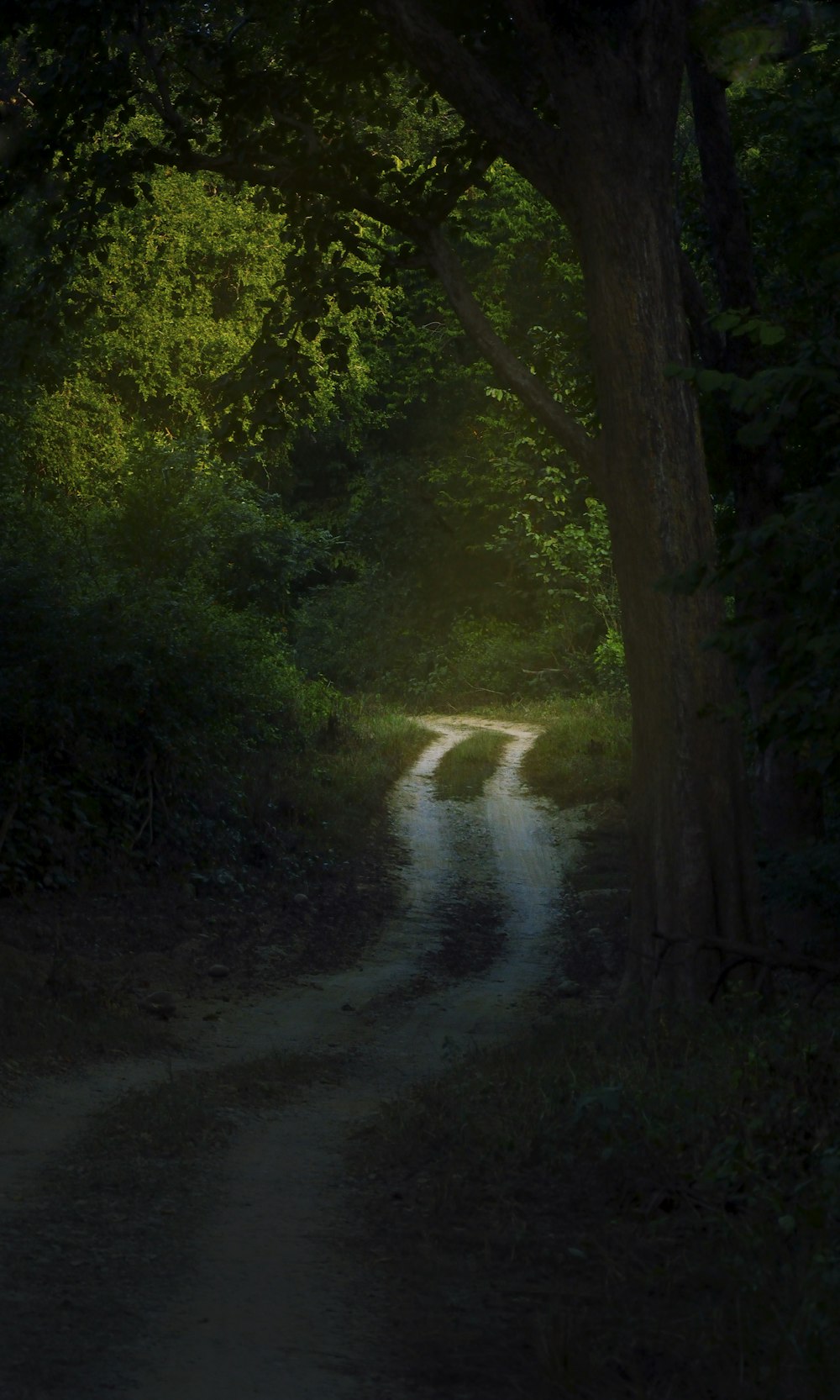 pathway surrounded by trees