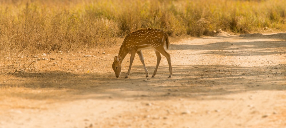 brown deer walking on grass field