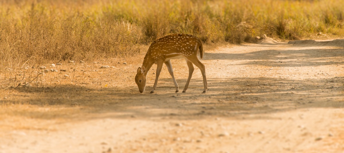 Deer walking through grass in a forest clearing