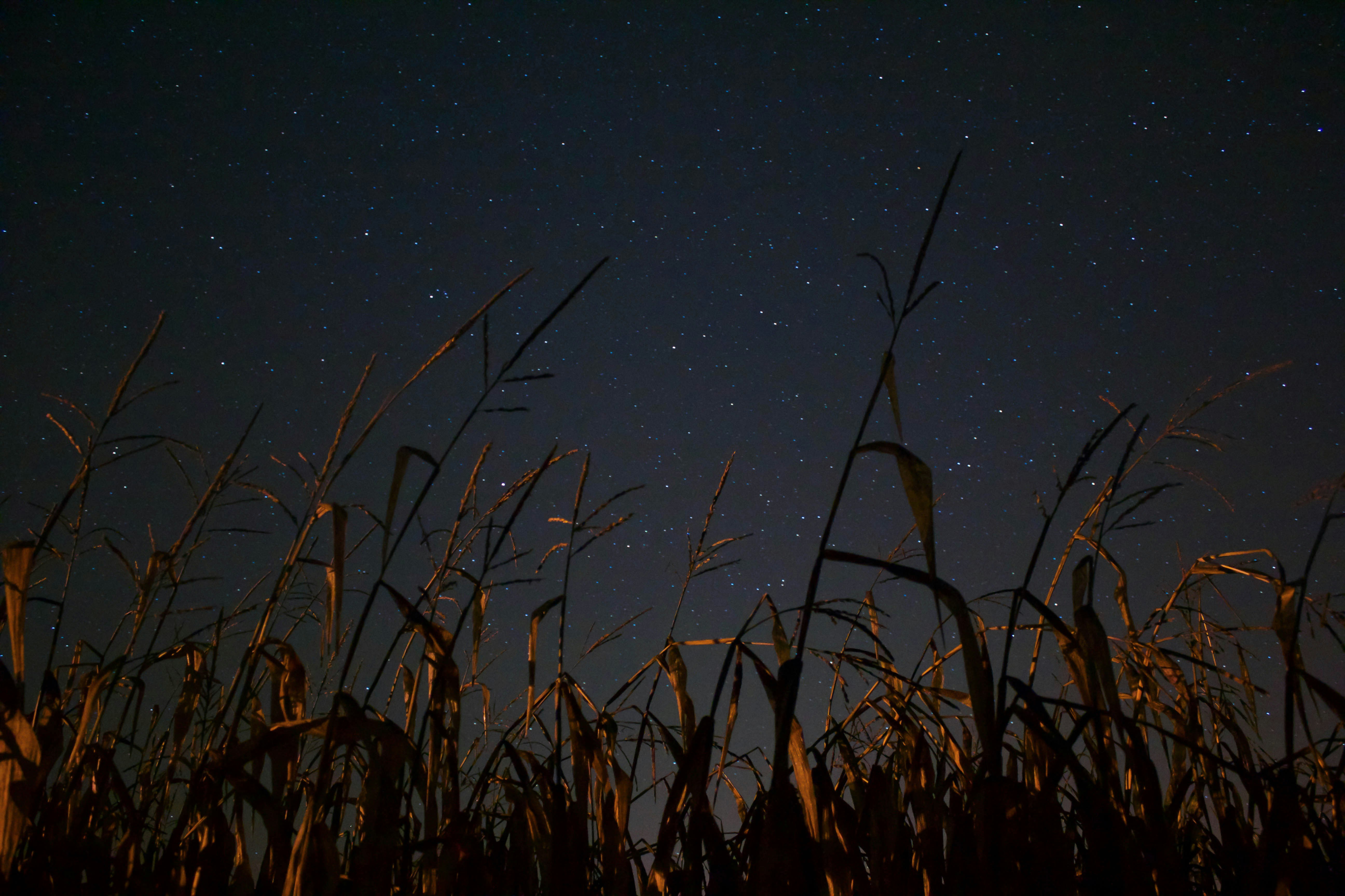 brown grass during night time