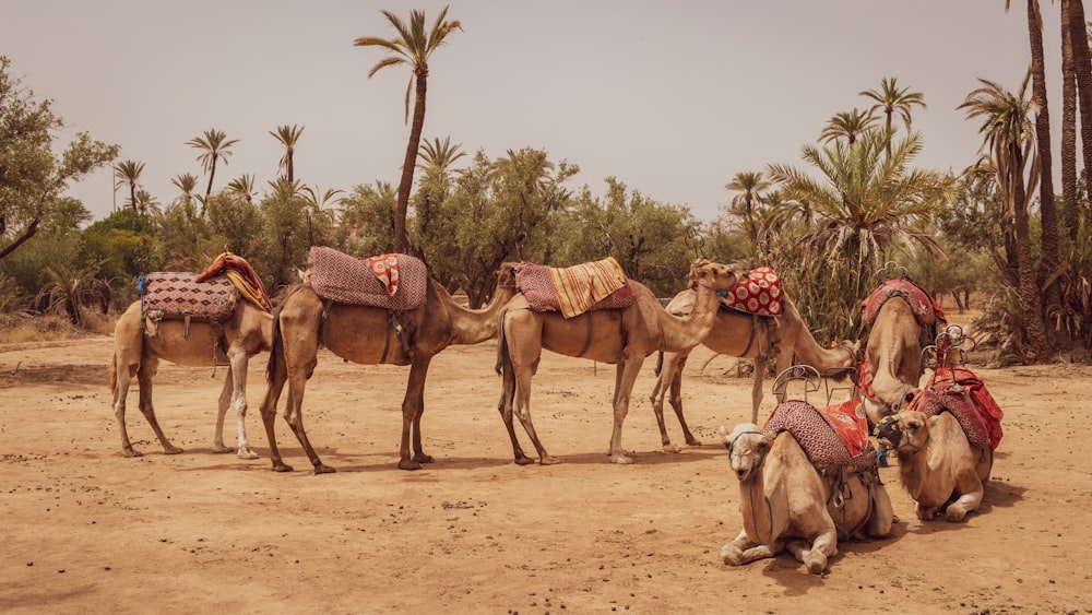 Foto de los siete camellos marrones