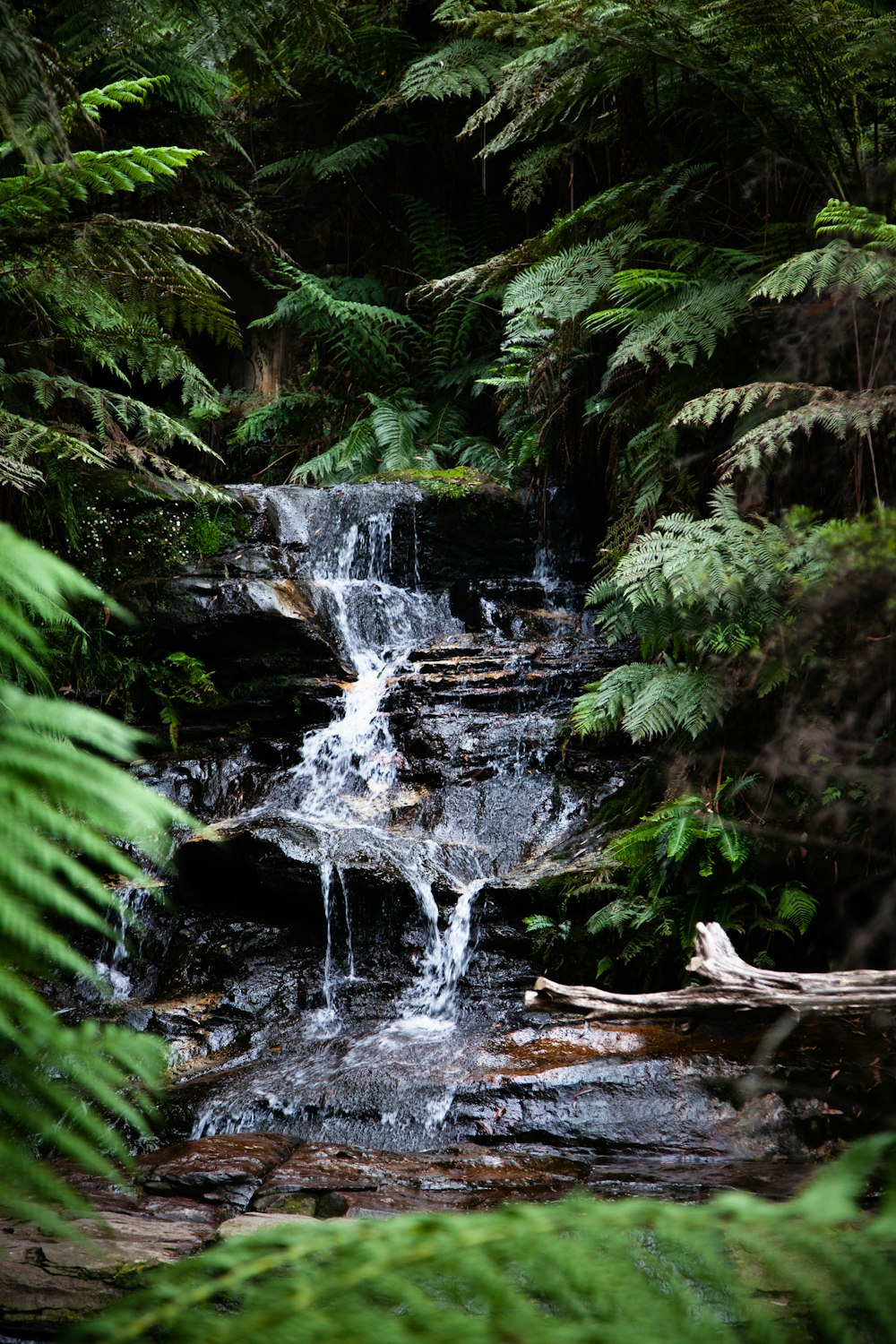 Green Moss Rocks Forest Rainy Day Stock Photo by ©valdisskudre