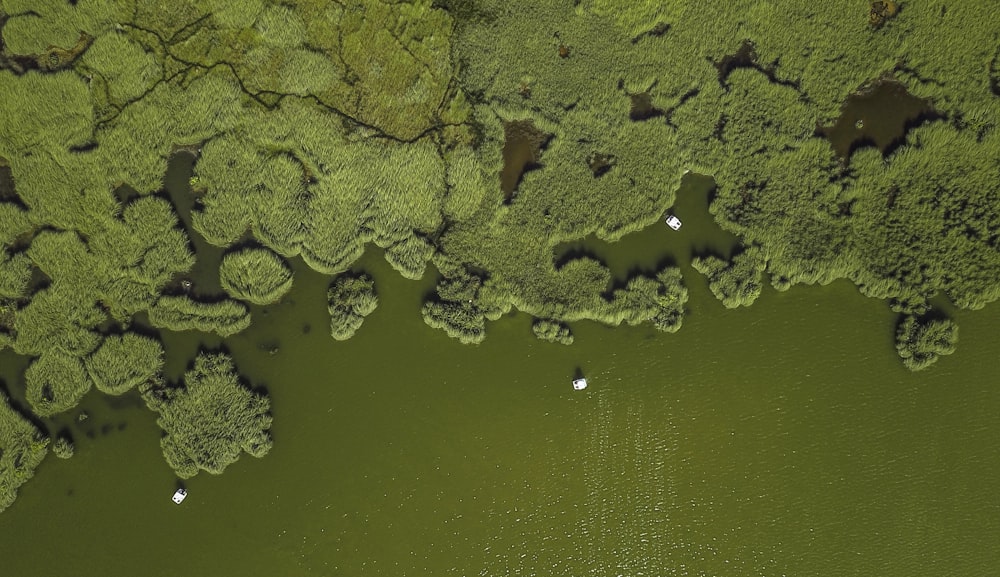 Vue aérienne de la forêt