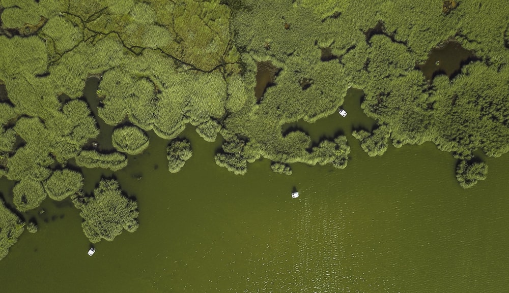 aerial view of forest
