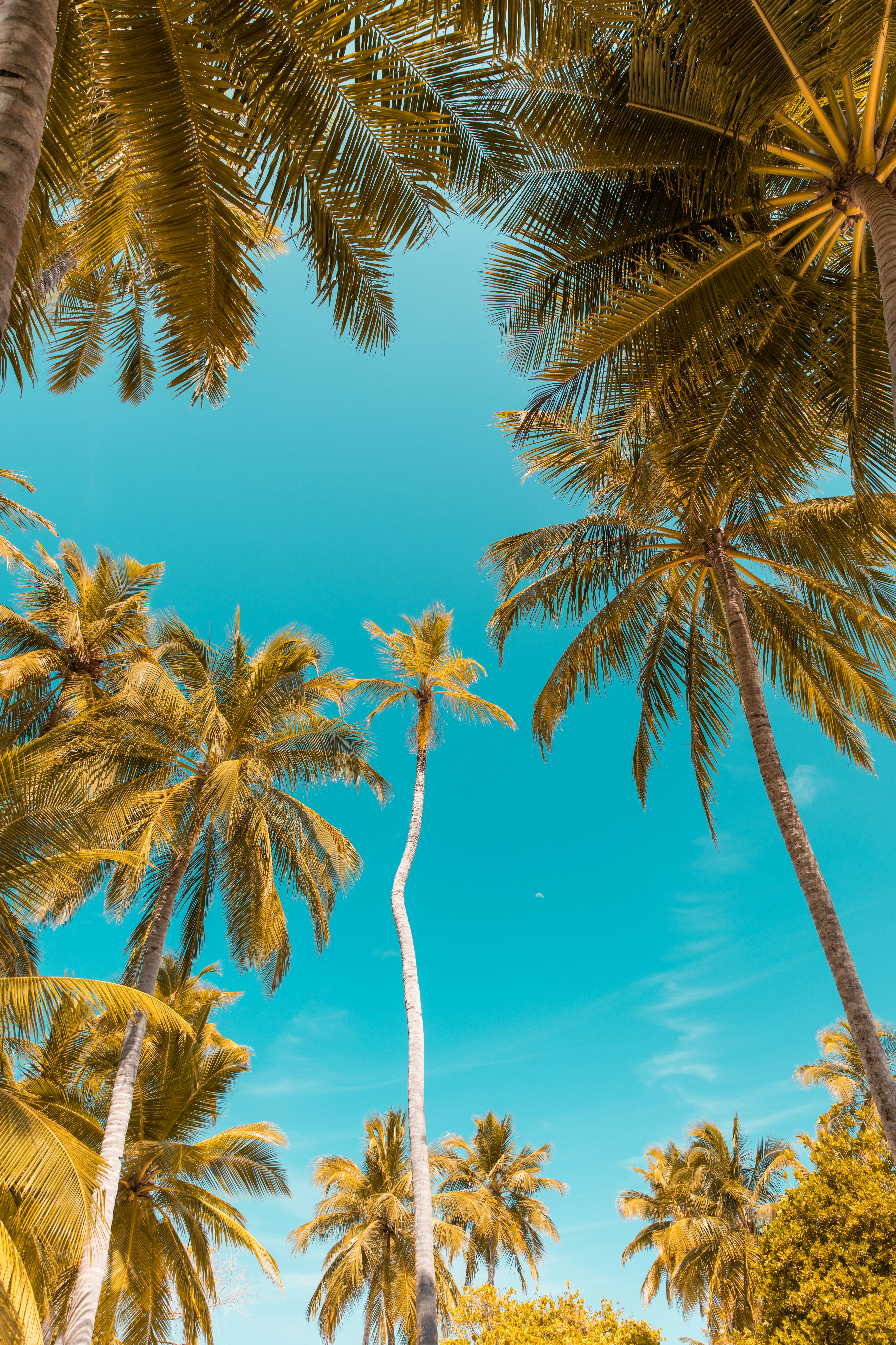 low-angle photo of coconut trees
