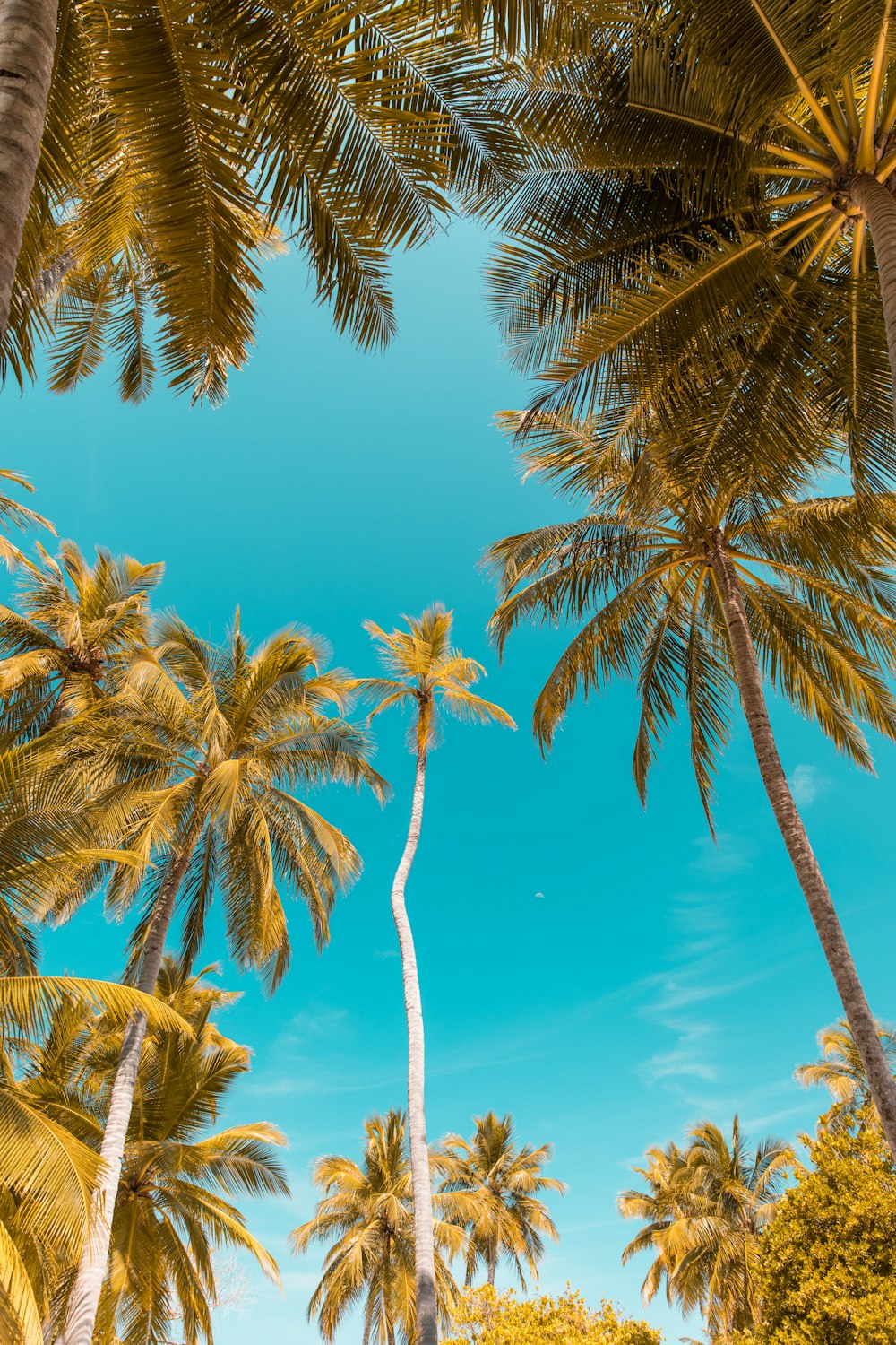 foto dal basso di alberi di cocco