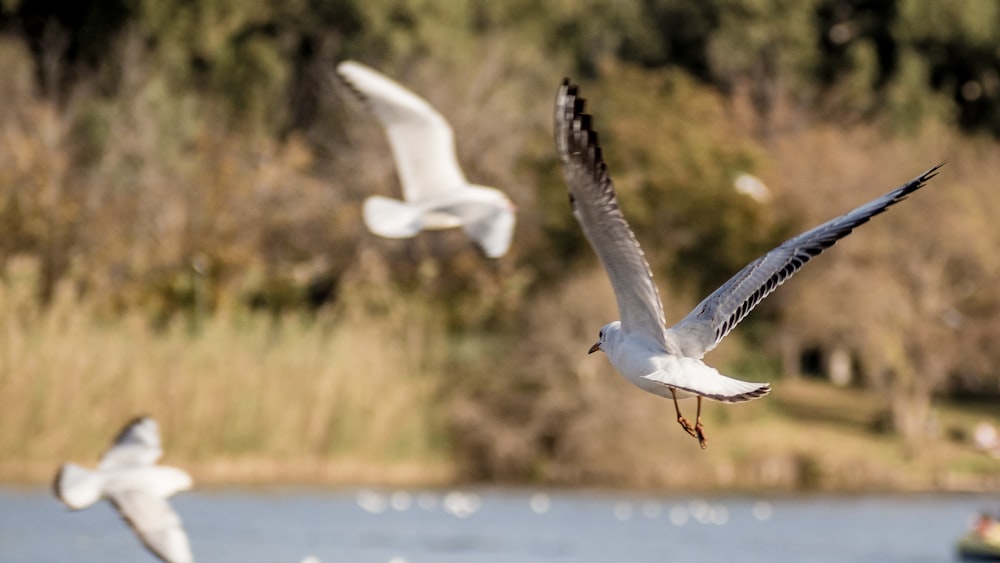 white birds in flight