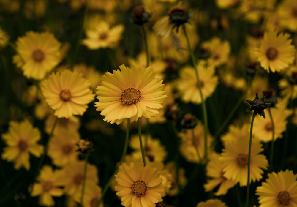 yellow-petaled flowers