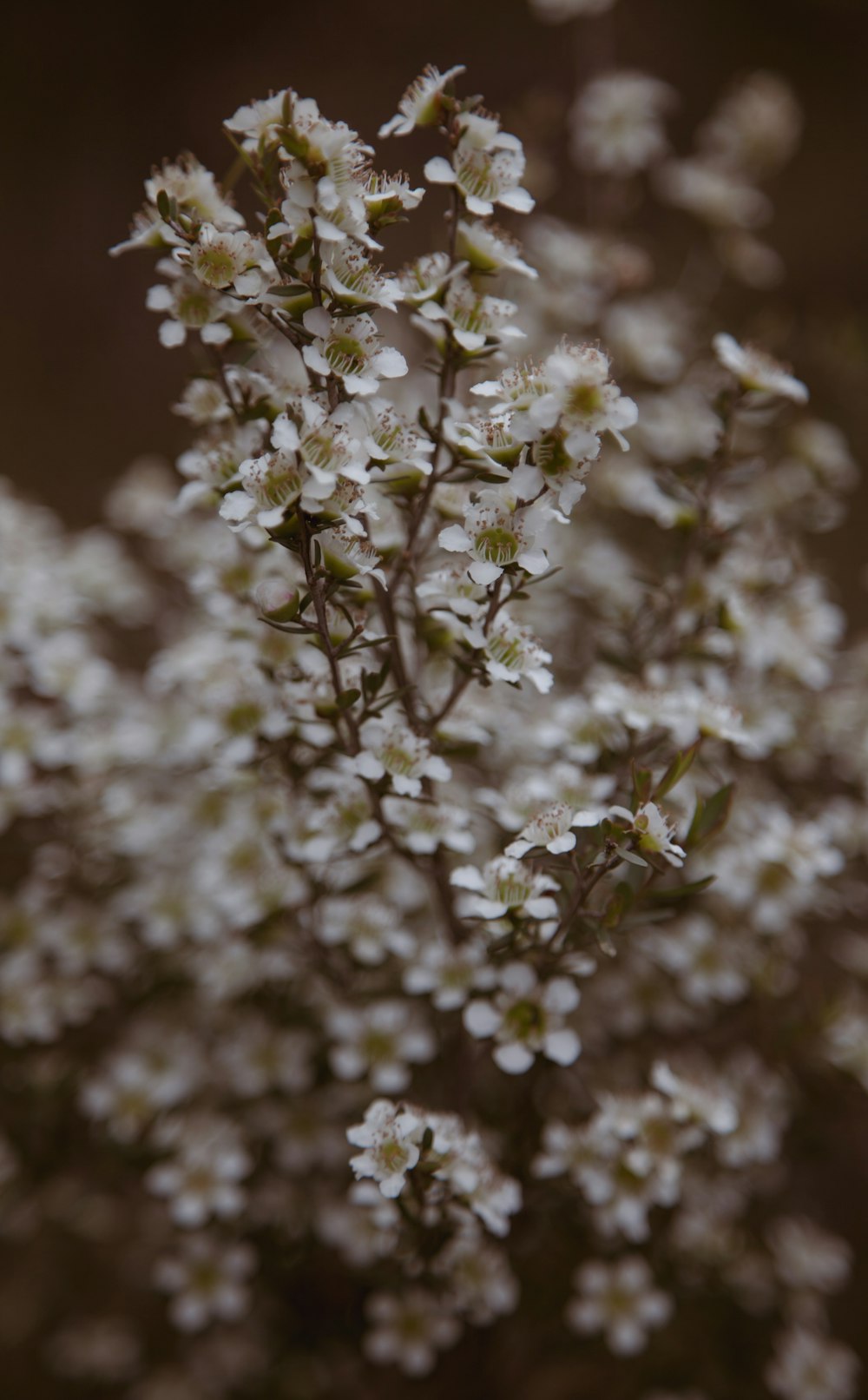 close-up photography of white flowers