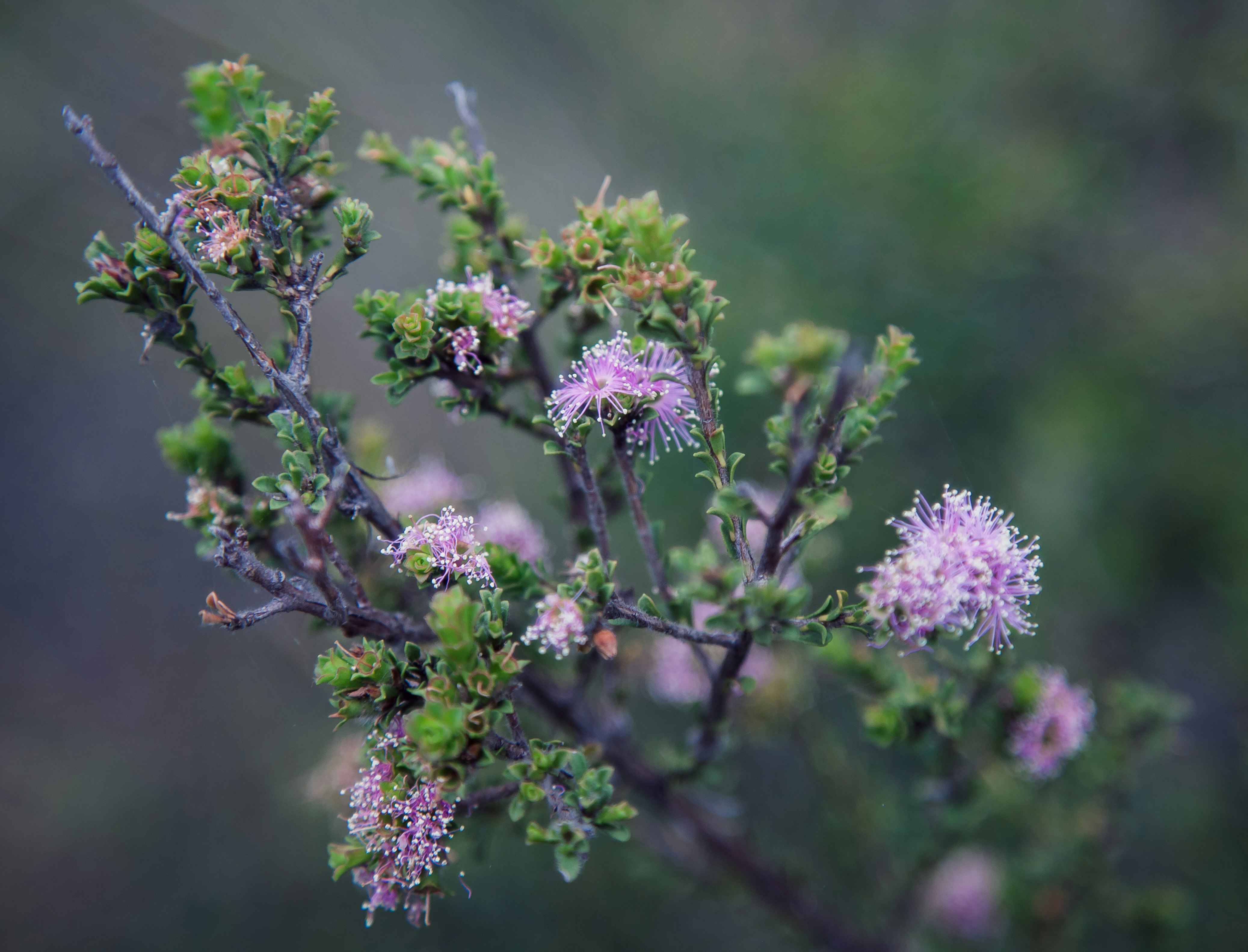 pink-petaled flowers