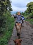 Horseback riders exploring a river path surrounded by tropical greenery.