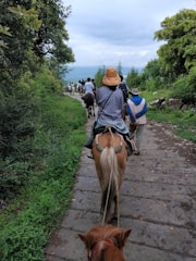 A group of riders gently trotting along a forest trail surrounded by lush greenery