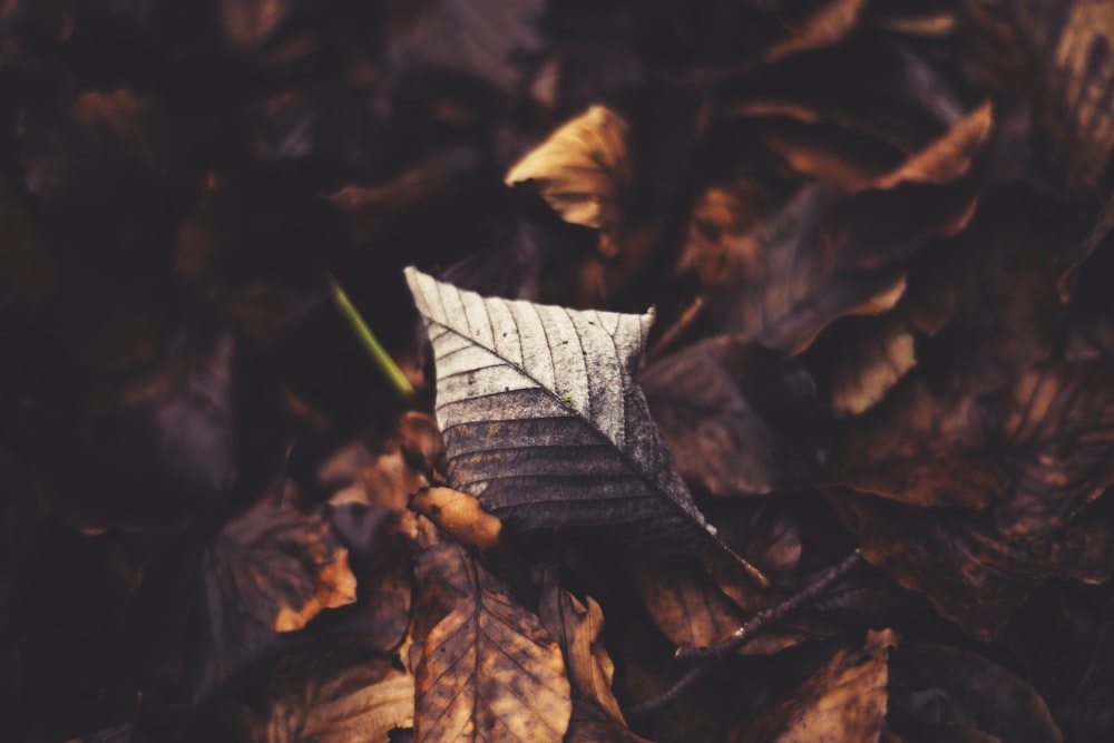 brown withered leaves