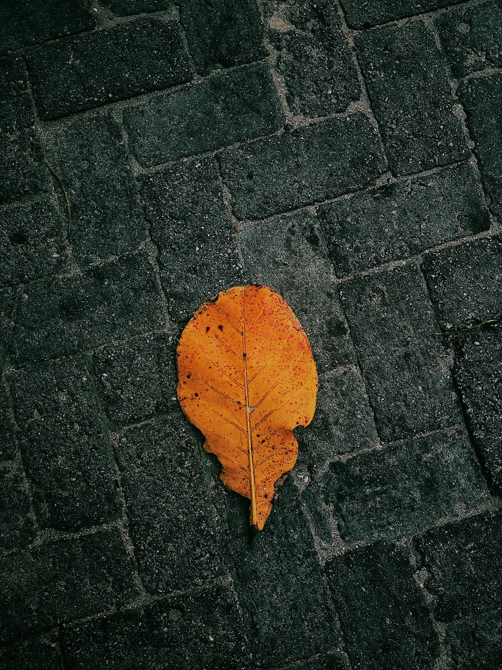 brown leaf on pavement