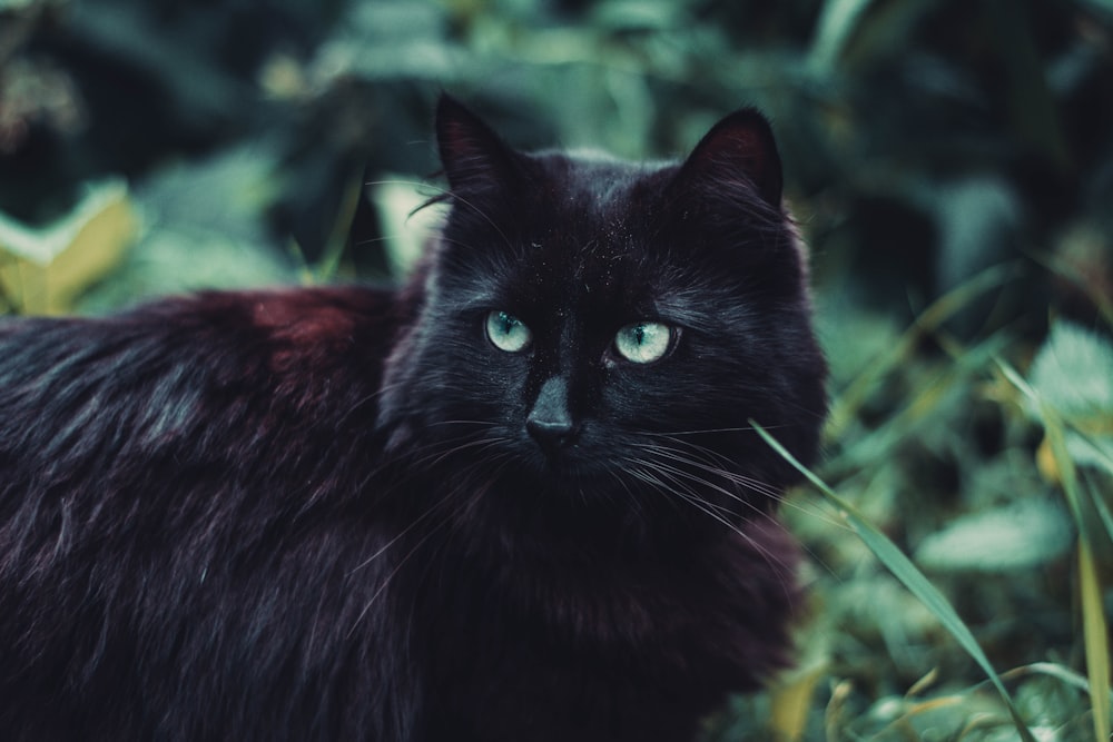 black cat across green-leafed plants photo