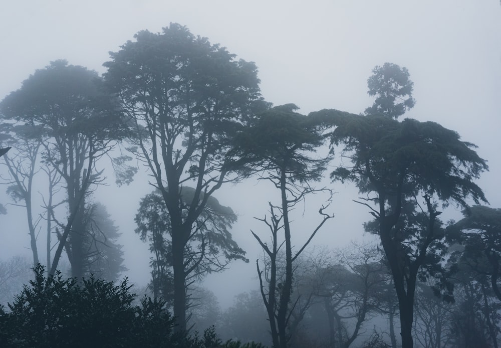 green-leafed trees