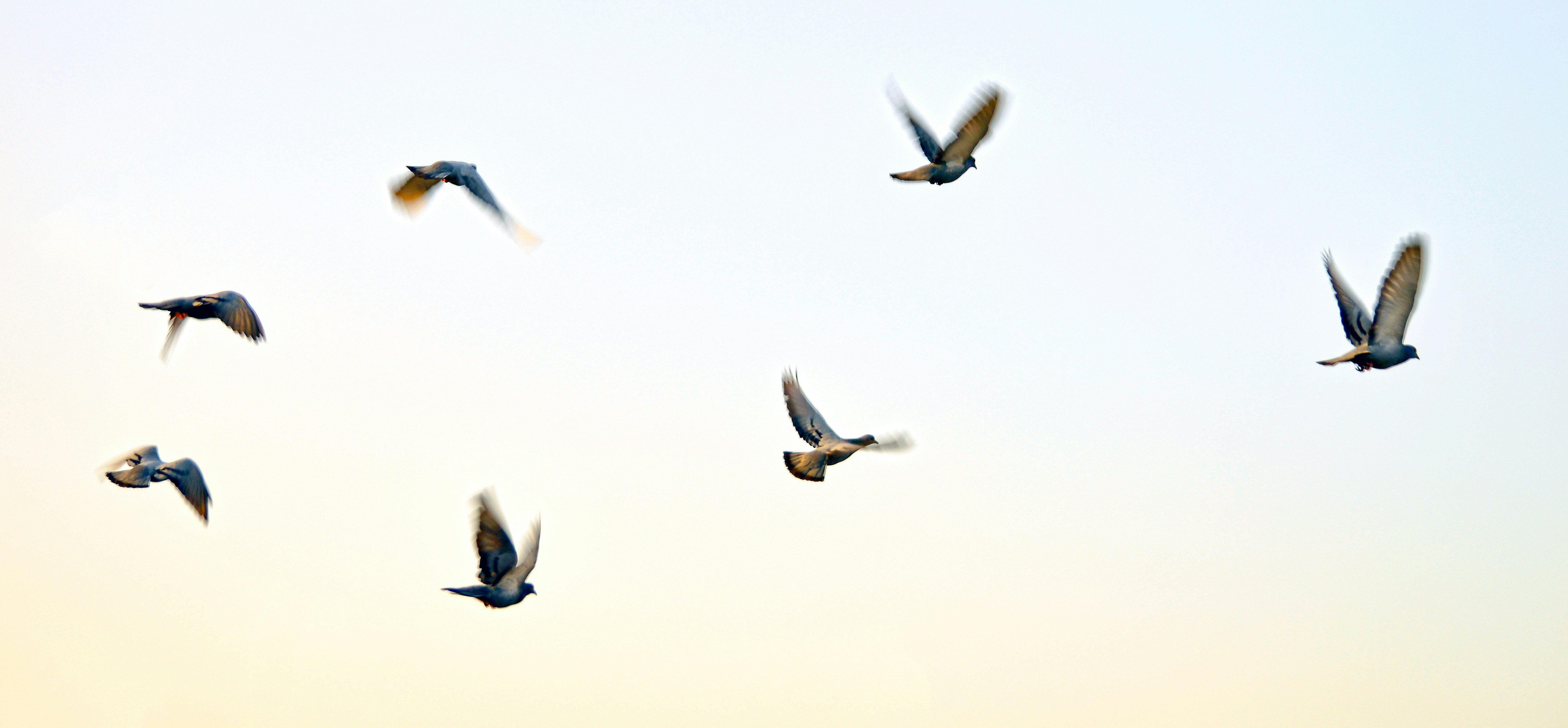 How Air Moves Around Bird Wings (image credits: unsplash)