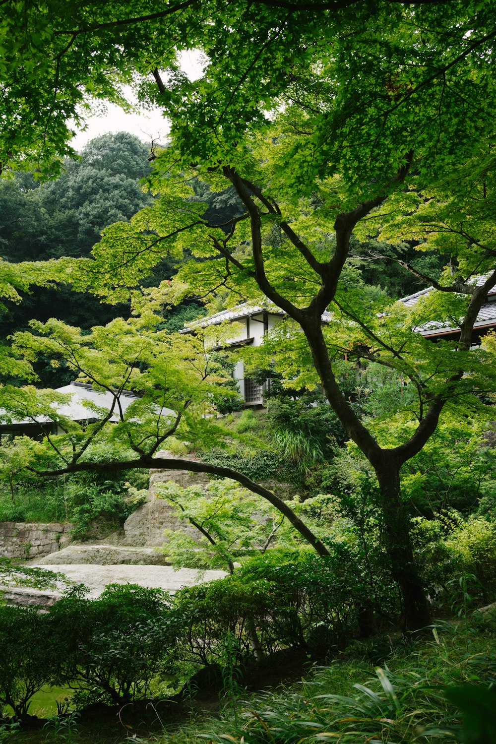 green leafed tree