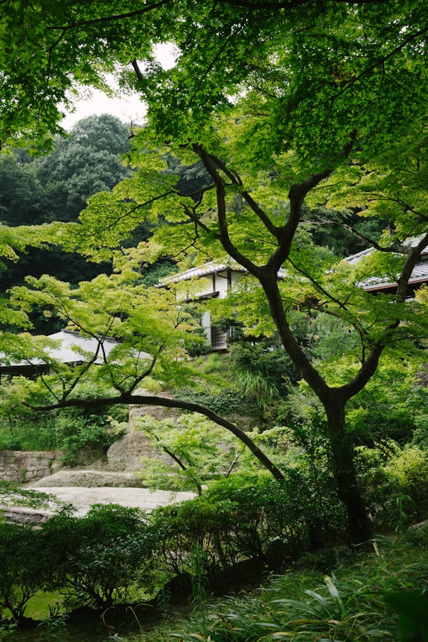 Discovering Kamakura: Unveiling Local Culture & Traditions