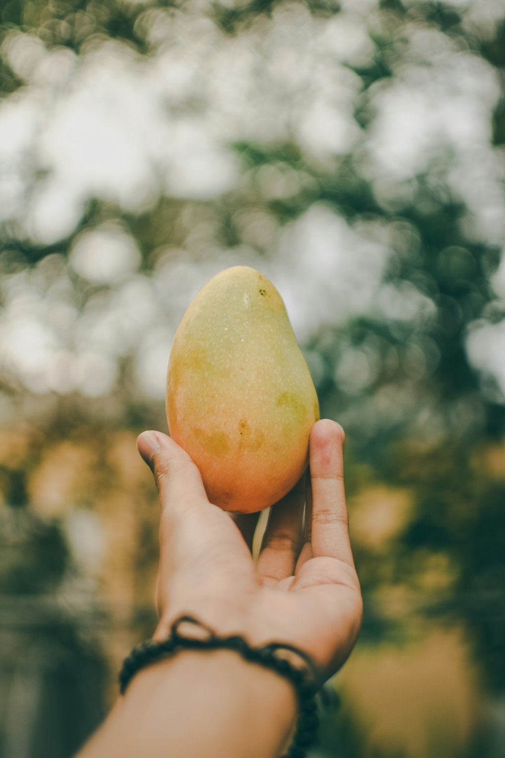 personne tenant une mangue mûre