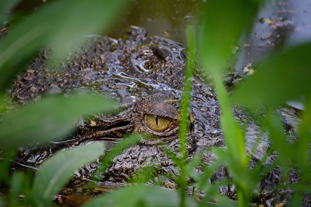 Animal marrón en el cuerpo de agua