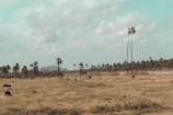 A landscape with a grassy plain where several cows are grazing. Tall palm trees are scattered across the field, swaying with the wind. The sky above is filled with soft, scattered clouds, and a small hill can be seen in the distance.