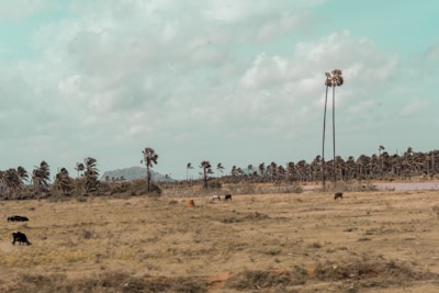 A landscape with a grassy plain where several cows are grazing. Tall palm trees are scattered across the field, swaying with the wind. The sky above is filled with soft, scattered clouds, and a small hill can be seen in the distance.