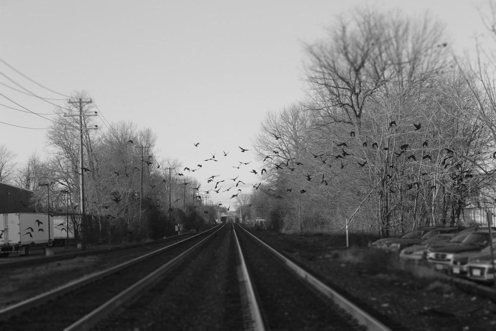 grayscale photography of flock of flying birds