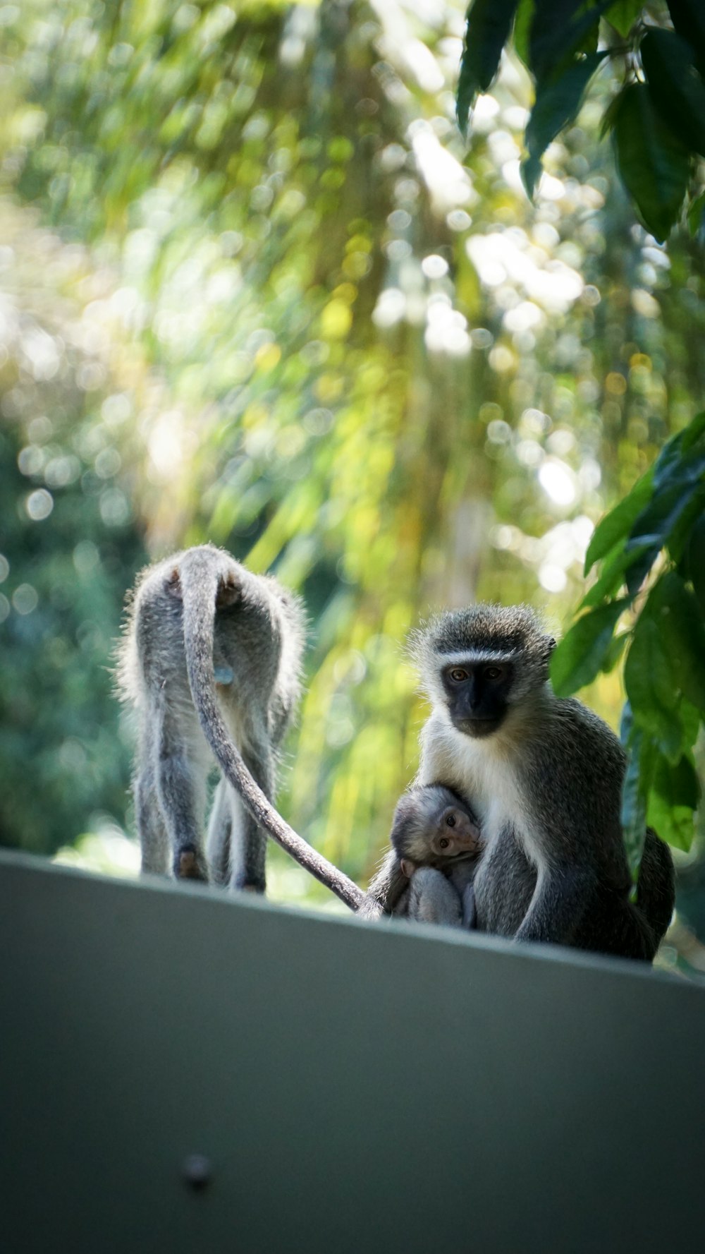 three monkey on roof beside tree