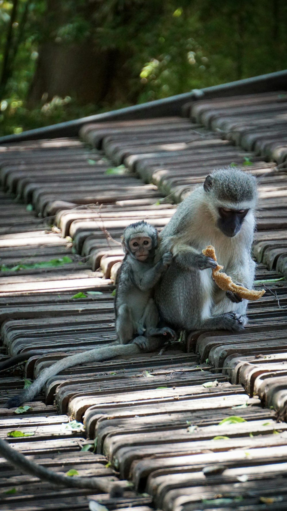 monkey standing on bricks